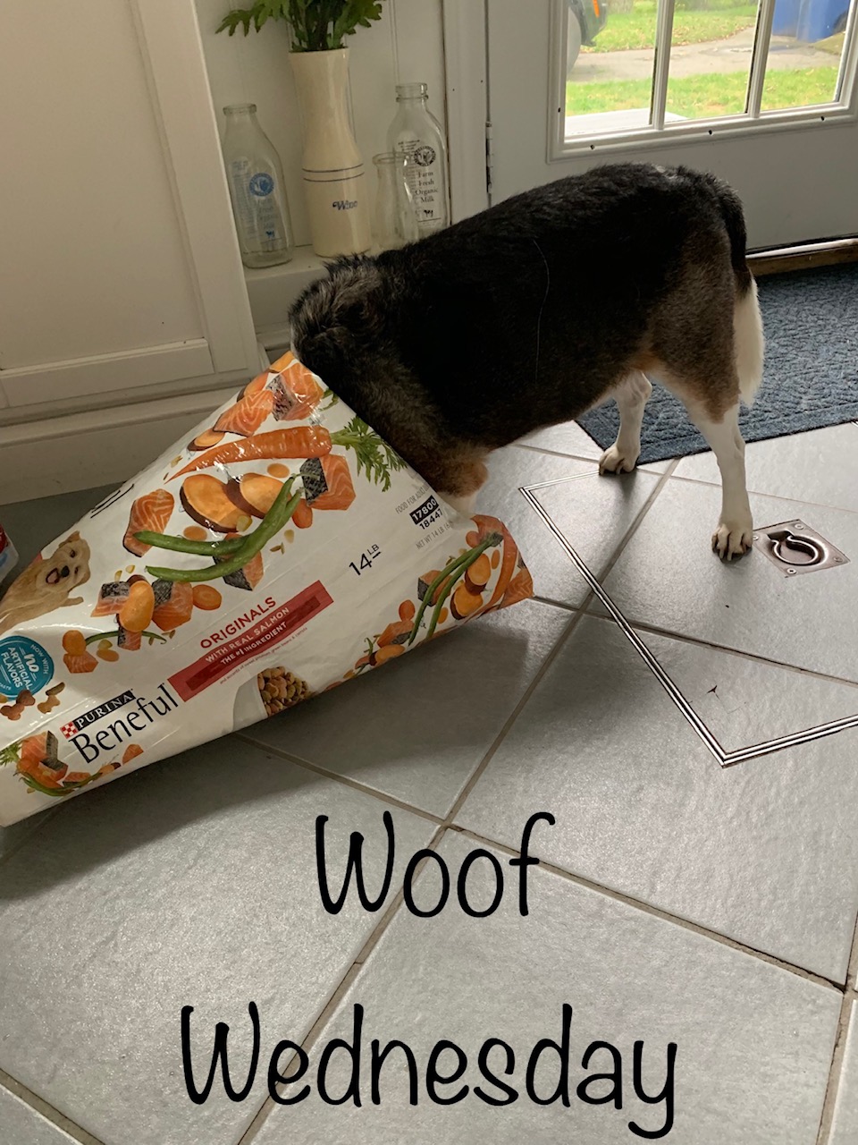 Woof Wednesday- Special