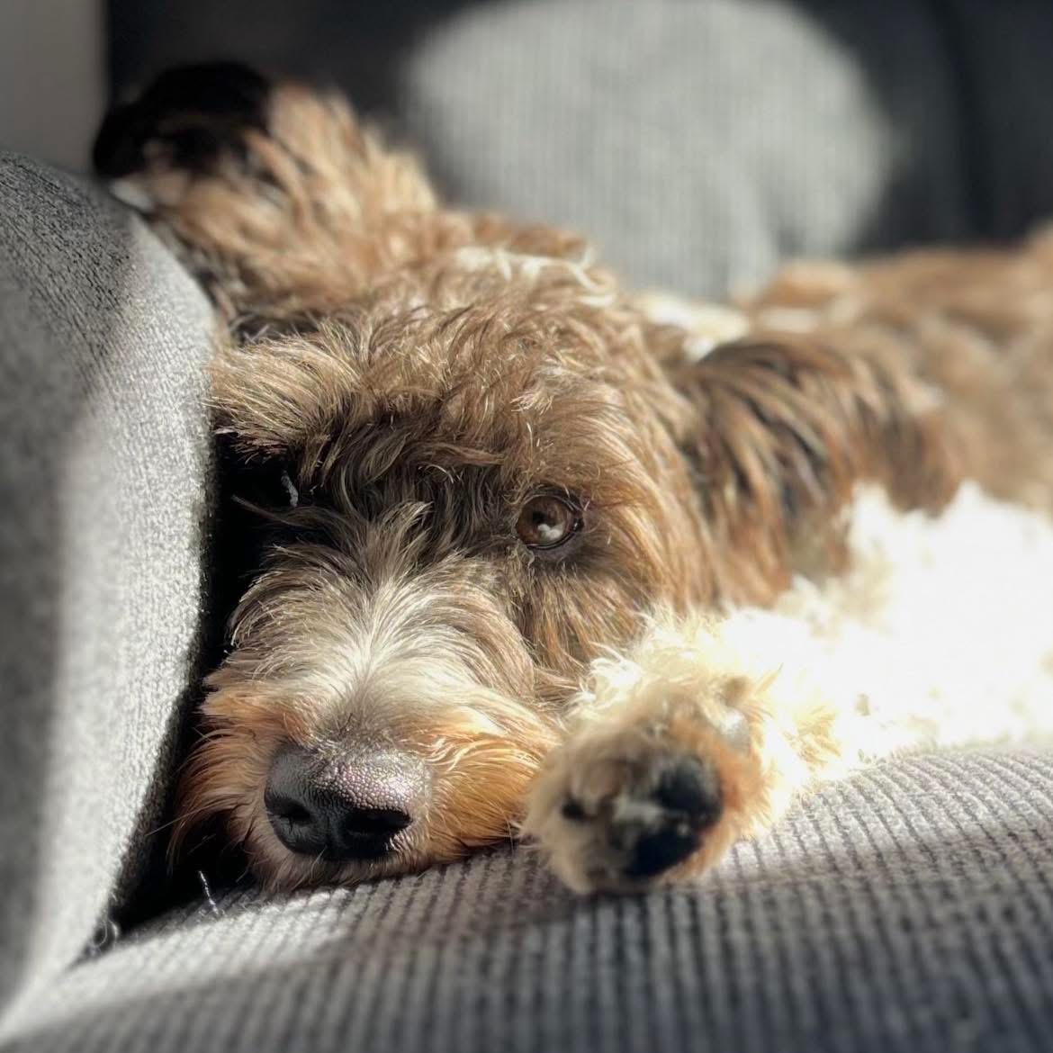 We Could Learn A Lot From Our Dog