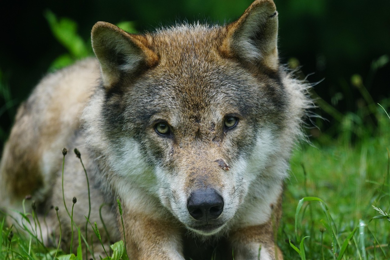 Which Wolf Are You Feeding?